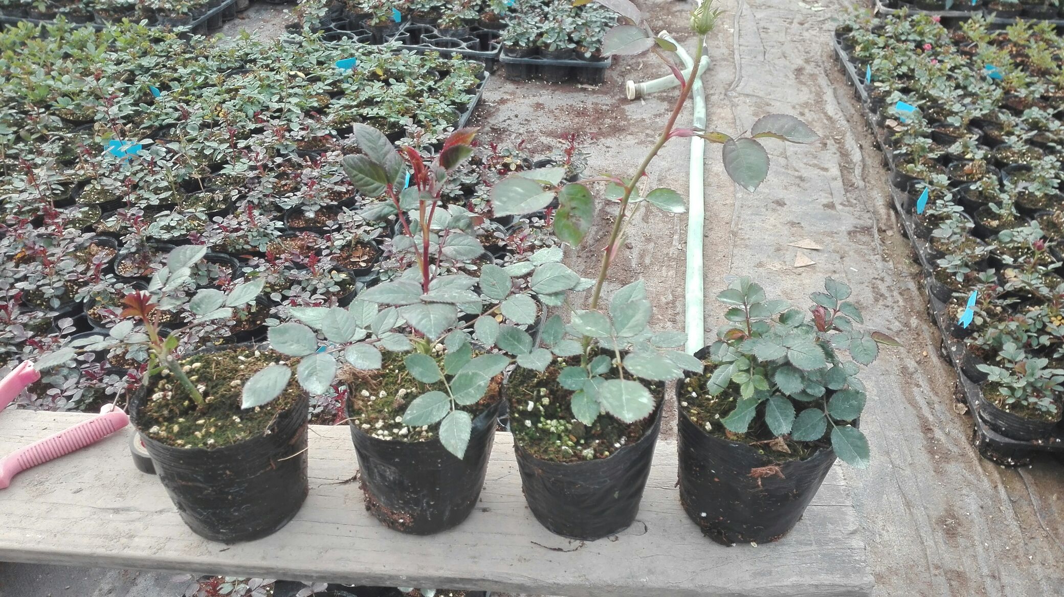 欧洲主要树月季生产基地分布图