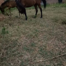 矮马100~200kg