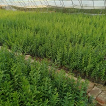 水腊30-50厘米