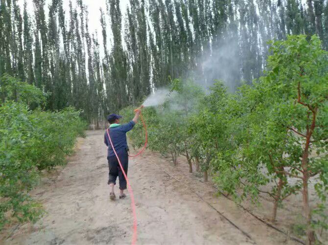 枣树喷药防治害虫