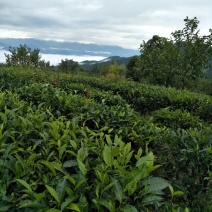 普洱茶一级