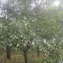 丝绵木261~300cm