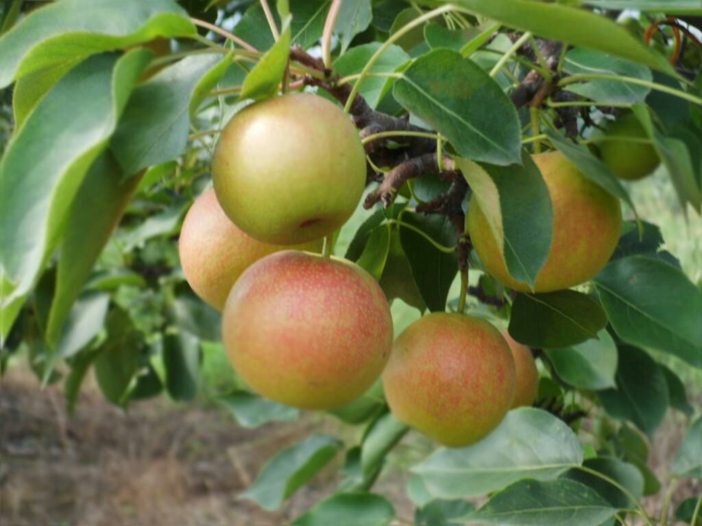 南果梨成熟季节果园实景,果实挂满枝头 南果梨果园实景