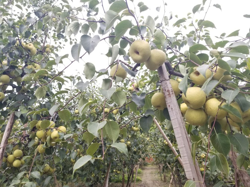 酸梨唐山果园实景