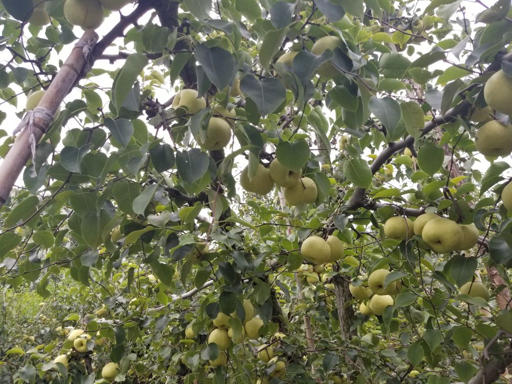 酸梨营养成分图解