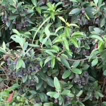 野生蓝莓6~8mm以上鲜果