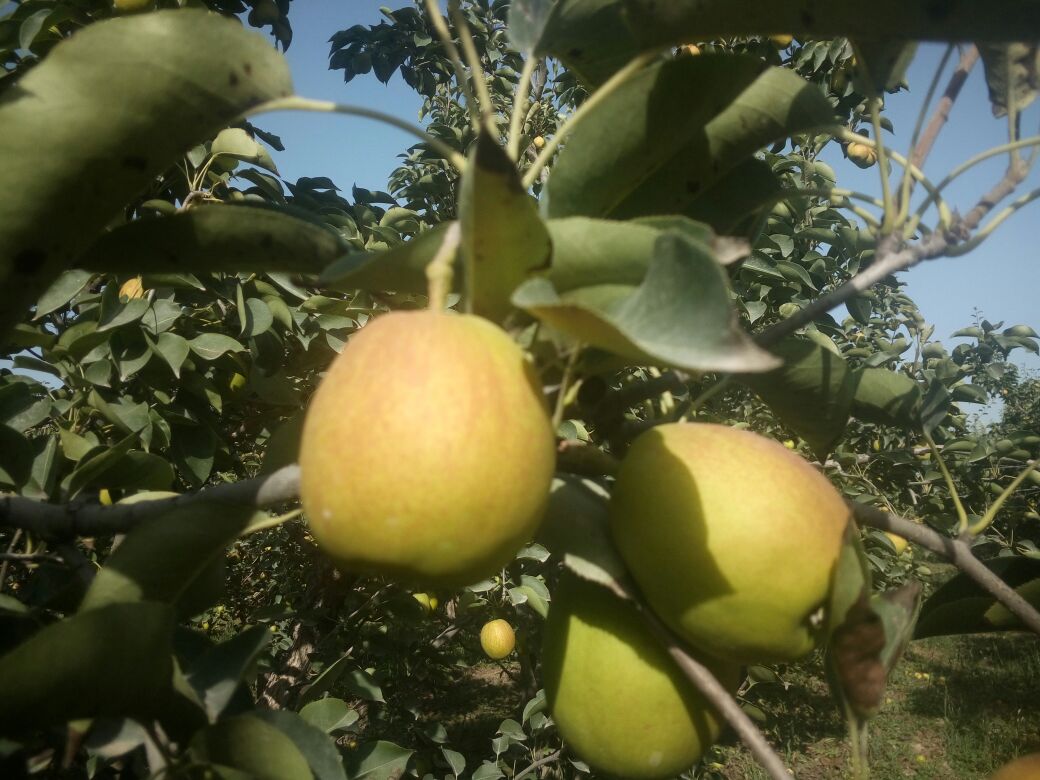 水晶梨果园种植场景