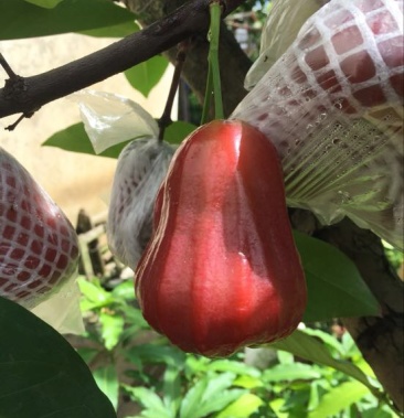 台湾飞弹黑金刚莲雾苗一年苗嫁接果树苗带土带叶子发货