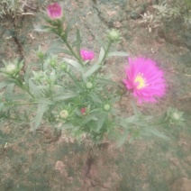 荷兰菊