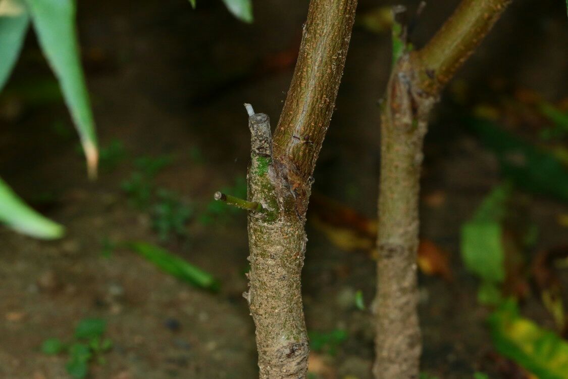 黄油桃修剪前后对比图