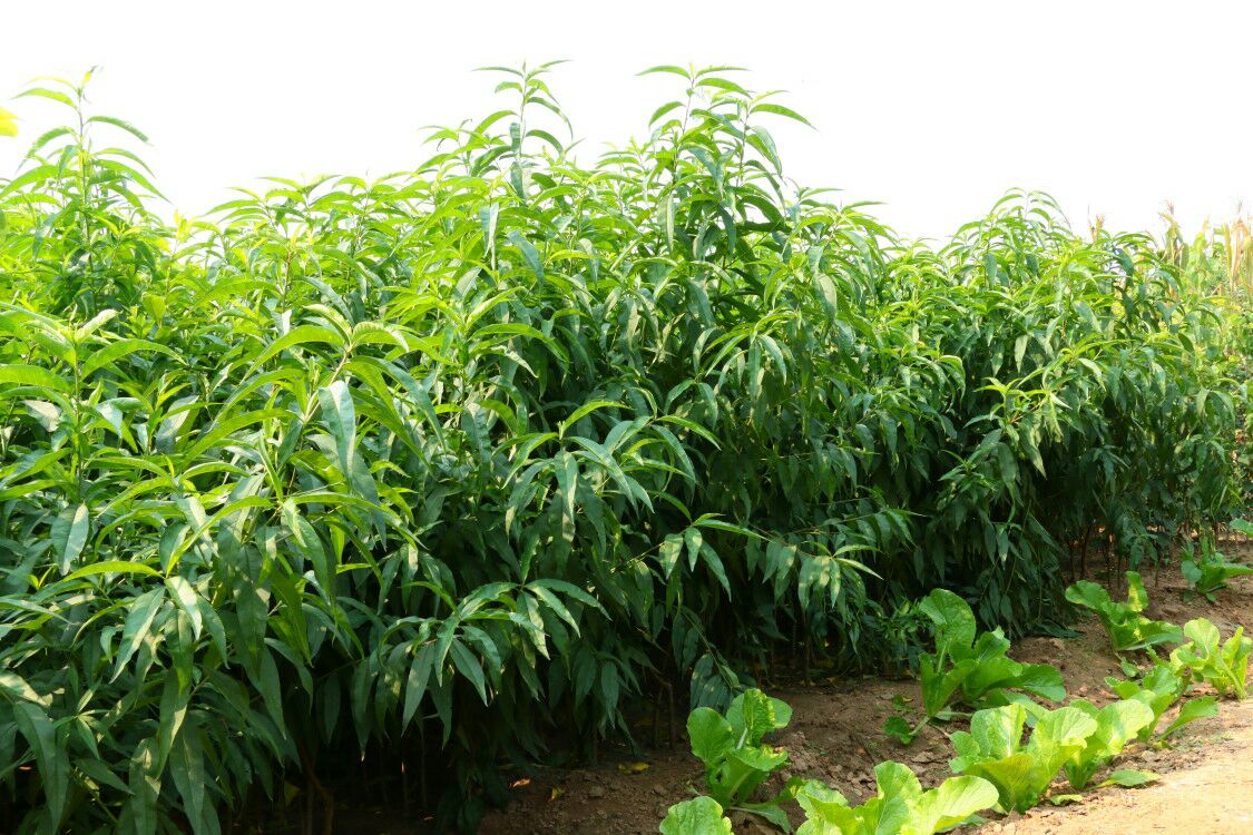 黄桃苗种植基地