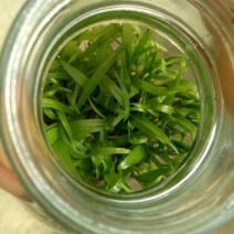 白芨种苗10~20cm