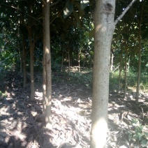 枇杷树201~230cm