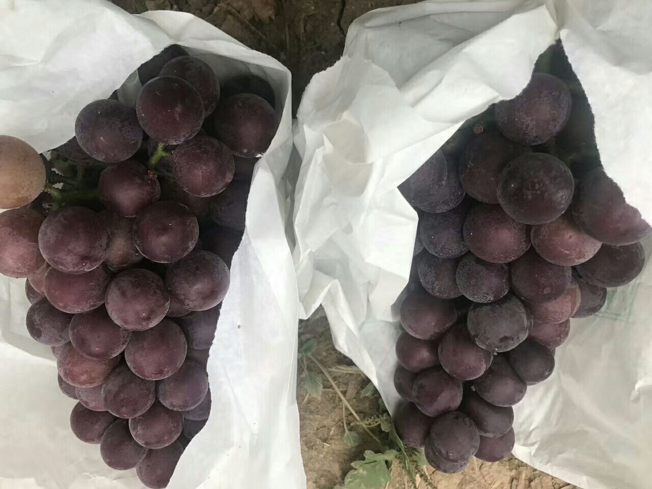 户太八号葡萄采摘场景