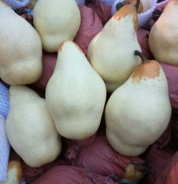 贵妃梨,梨河北赵县产梨基地贵妃梨 350~400g !