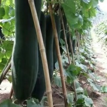河南郸城黑皮冬瓜吊冬瓜优质冬瓜15斤以上吊冬瓜