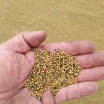 油菜籽1