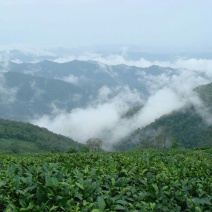 普洱茶一级