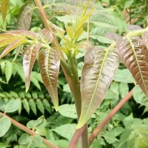 红油香椿苗四季红油香椿苗规格齐全量大优惠