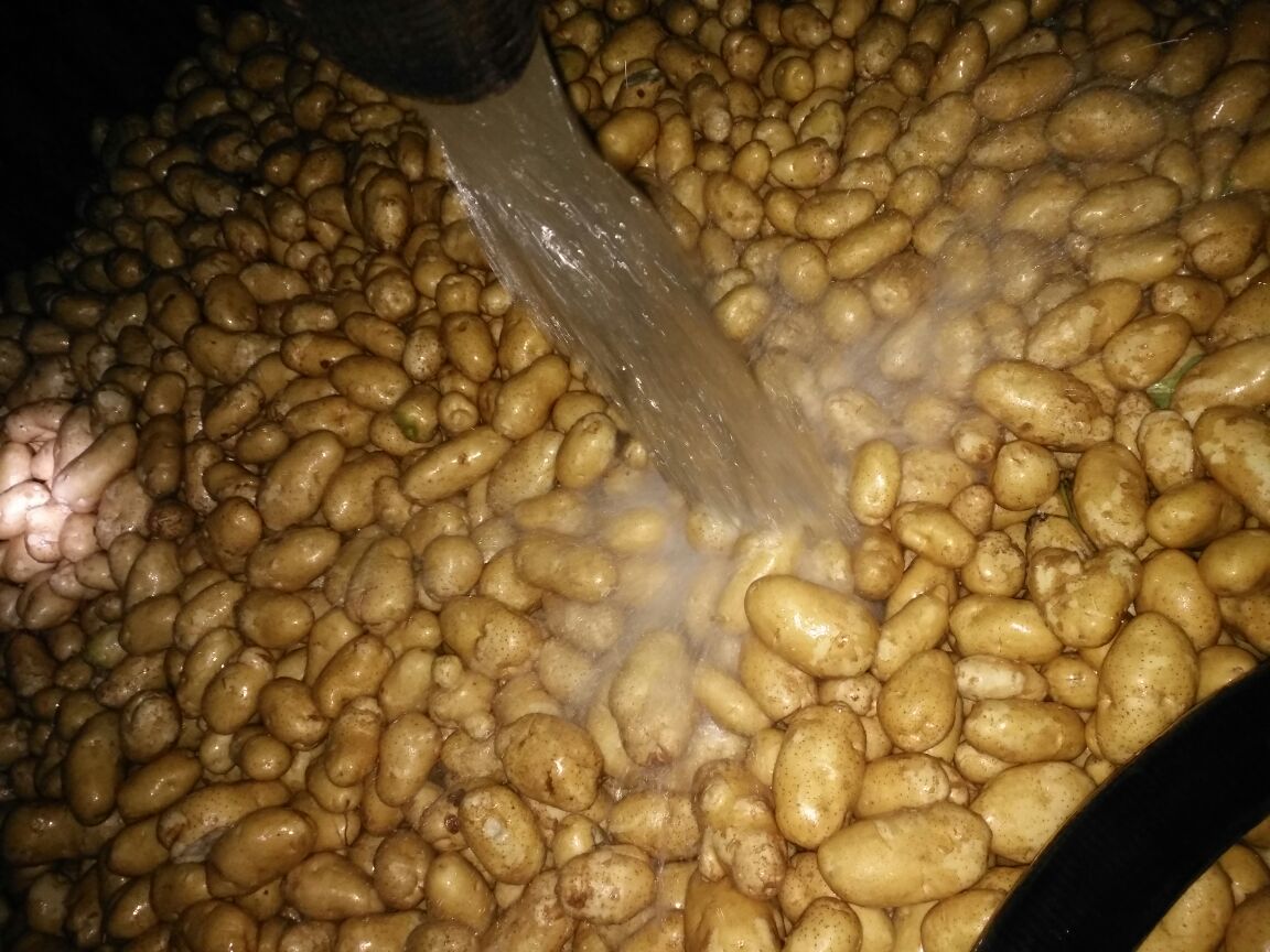 清洗后的整颗土豆特写,展示干净完整的表皮,旁边配有刷子和水滴效果 清洗后的整颗土豆放在白色瓷盘上,背景为木质厨房台面,光线柔和自然