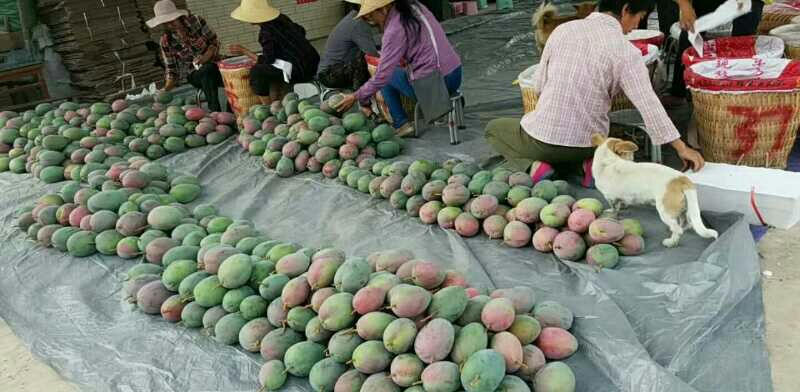 凯特芒采摘与分拣场景