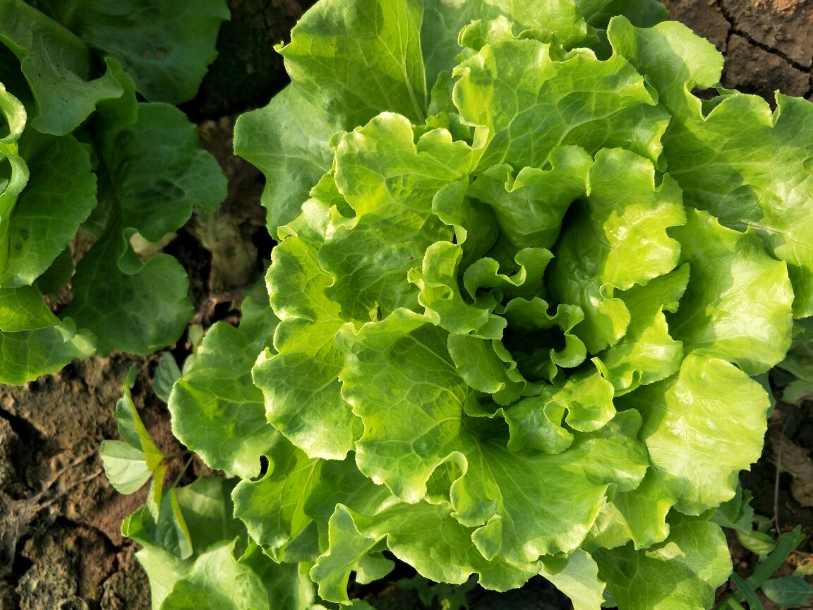 一株新鲜的散叶生菜,叶片呈深绿色带轻微波浪边缘,自然舒展,背景为湿润土壤和阳光照射下的菜园环境,展现其自然生长状态 散叶生菜整体植株特写