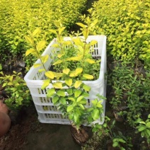 金叶女贞4cm以下
