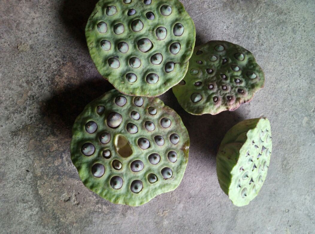 展示不同大小莲子的外观特征,包括颜色、形状与莲芯状态 莲子挑选示意图