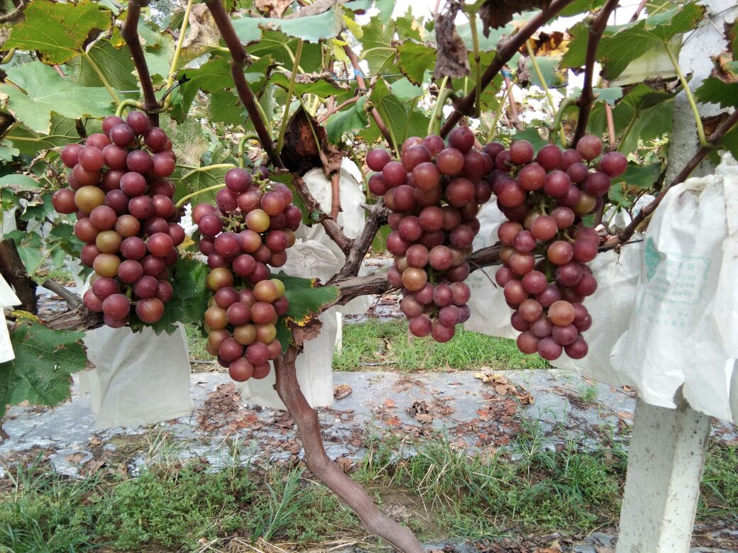 一串成熟的户太八号葡萄,果粒呈紫黑色,紧密排列,果粉完整,背景为阳光照射下的葡萄园,显示果实饱满、色泽均匀,适合用于展示成熟期外观特征 户太八号成熟果穗特写