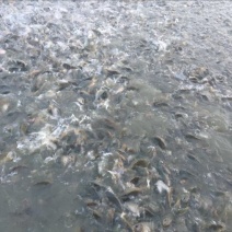 池鲤鱼2两食用