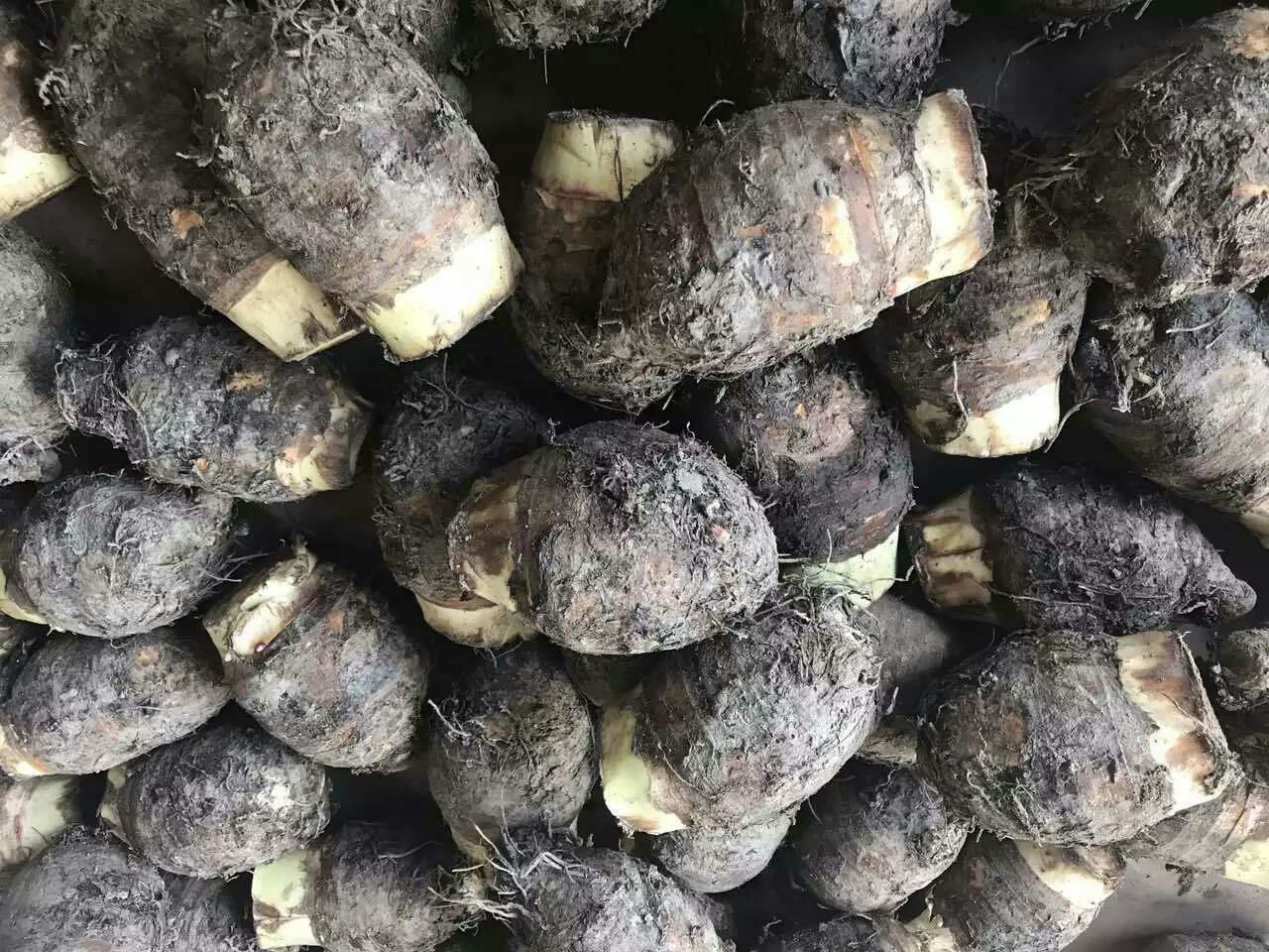 新鲜采收的荔浦芋头或槟榔芋堆叠场景,突出表皮纹理、泥土附着与自然光泽,体现原料新鲜度与地域特征 芋头原料堆叠特写:新鲜紫红芋头皮厚微毛,表皮带有湿润泥土痕迹,部分带须根,背景为竹筐与木案板,自然光下呈现饱满圆润形态