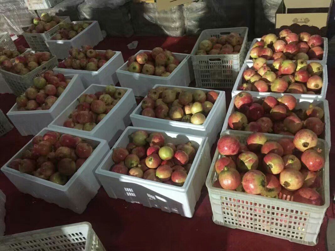 拍摄于建瓯市东游镇锥栗合作社,展示农户手工采摘后进行鲜果初筛、机械脱苞、清水清洗、光电分级及真空预冷装箱的全过程,背景为现代化冷链仓储设施 南平锥栗采收与分级包装现场