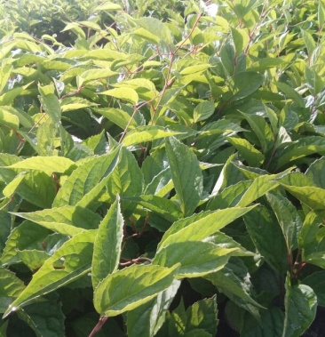 五味子苗北五味子苗辽五味子苗货真价实保证质量产地直供