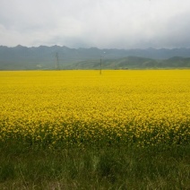 油菜籽1级