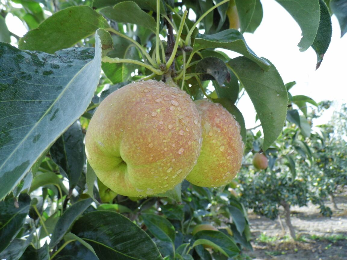 清洗库尔勒香梨的过程,展示如何用清水冲洗果皮 清洗香梨过程图