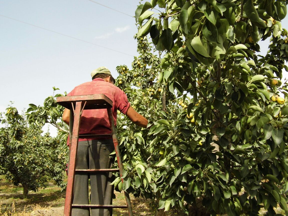 农民采摘尖把酸梨场景