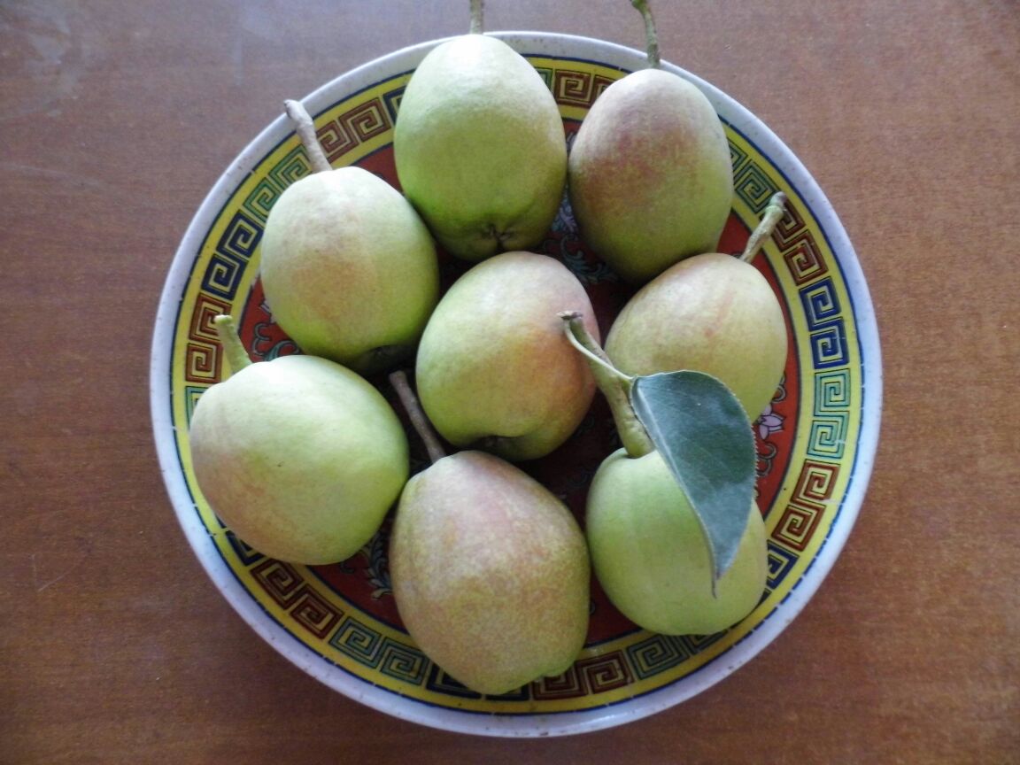 新鲜香梨被切成片摆放在果盘中,背景为秋季餐桌布置 香梨切片摆盘图