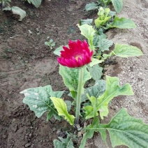 扶郎花
