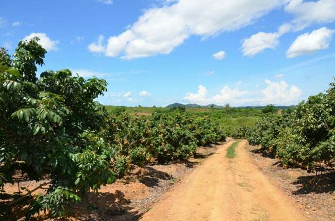 储良龙眼果园全景图