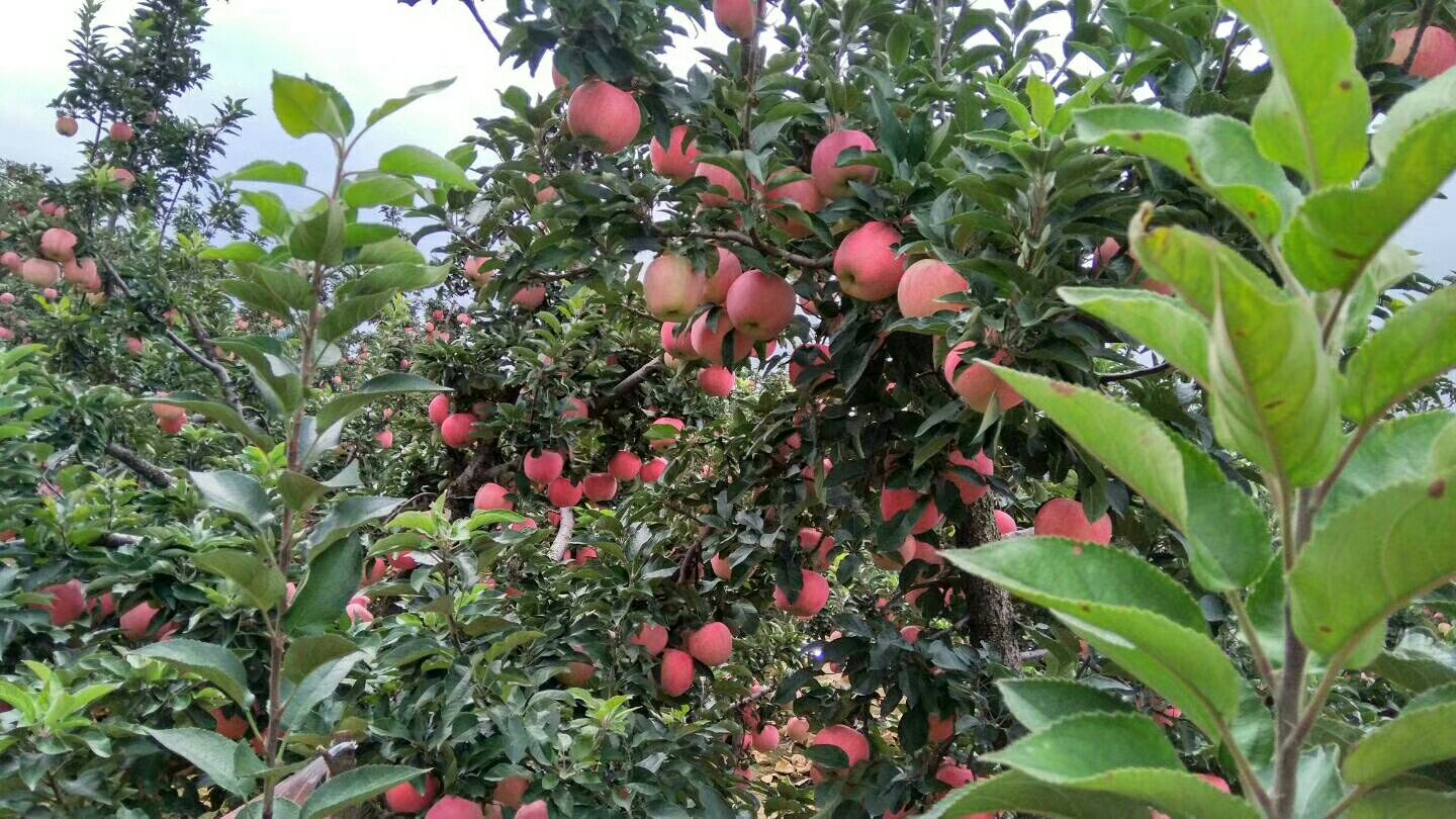 采摘中的新红星苹果