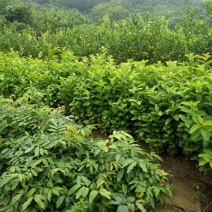 西瓜番石榴苗50~80cm