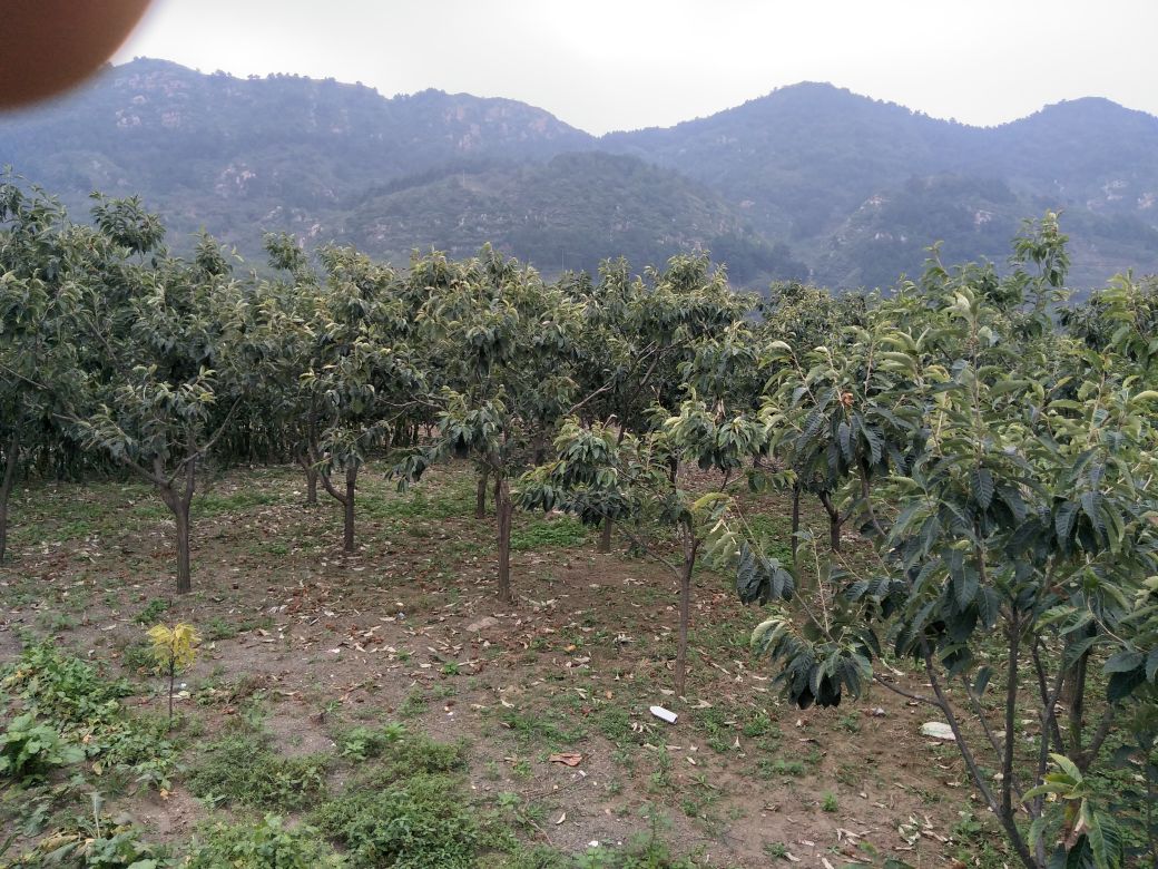 迁西油栗种植基地航拍图