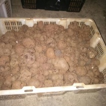 块菌