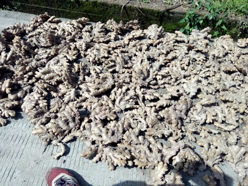晾晒老姜的自然摊晒场景