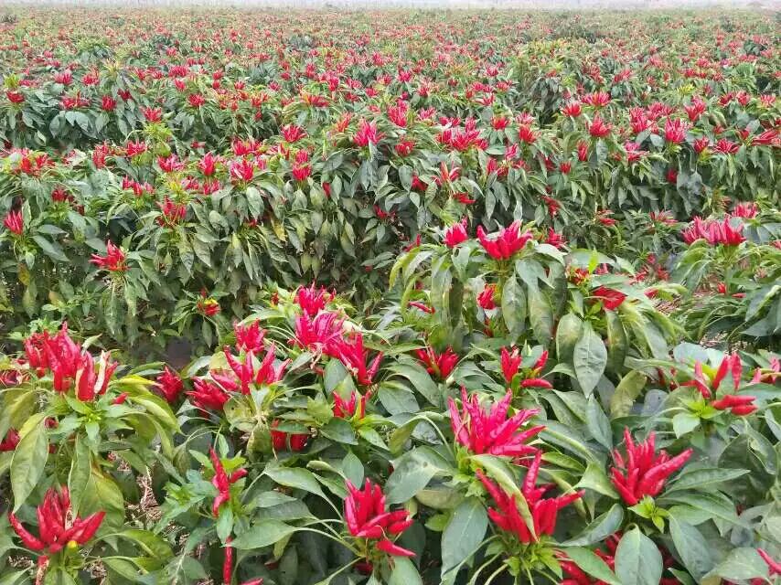 山东三樱椒种植基地,阳光下的辣椒田 山东三樱椒种植基地