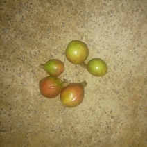 茶树油