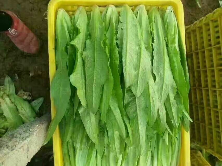 油麦菜家常菜成品图