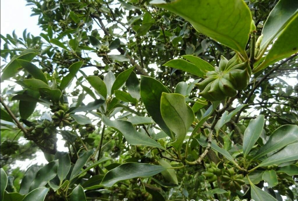 云南富宁县八角林生态种植实景,展示林下仿野生环境,树木高约4-6米,枝叶繁茂,果实呈星状簇生于枝头 八角树在云雾缭绕的山坡上生长,背景为梯田与原始森林,阳光透过树叶洒落,地面覆盖着腐殖质落叶