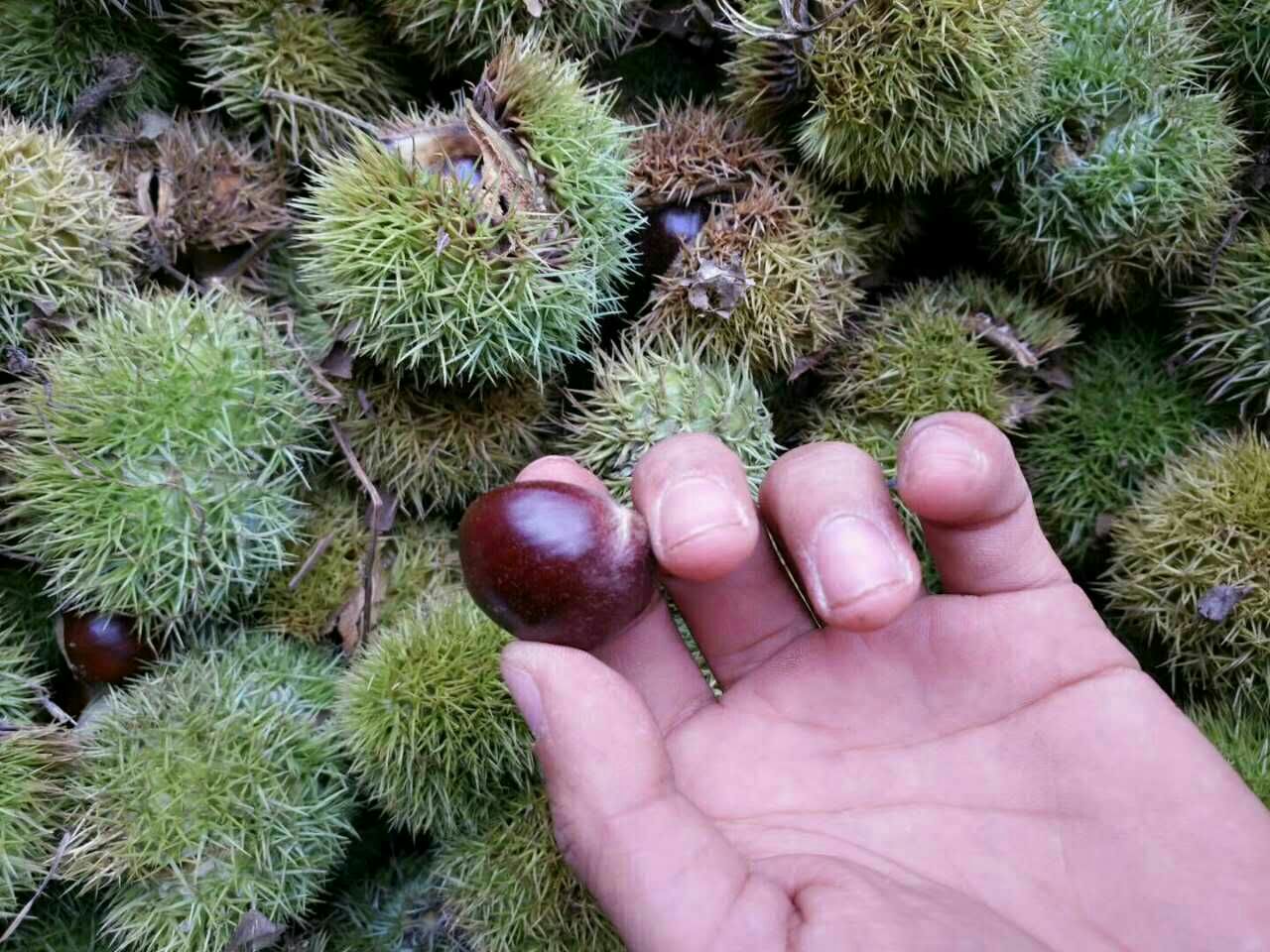 橡子与带壳栗子并列对比图