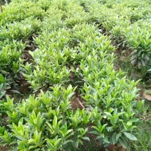 各种不同规格营养袋苗。非洲茉莉